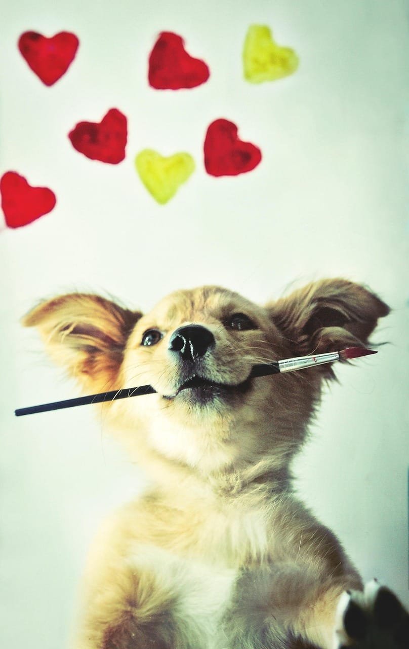 dog, pet, puppy, animal, hearts, heart, painting, cute, vet, veterinary, veterinarian, paw, creative, vet, vet, vet, vet, vet, veterinary, veterinarian, veterinarian, veterinarian